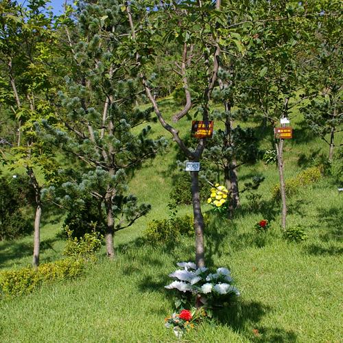 수목장 자연장 by 하늘향 추모공원