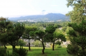 수목장