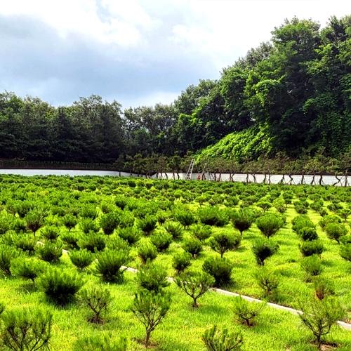 곤지암수목장 by 하늘향 추모공원