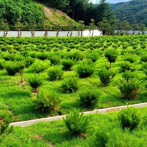 곤지암수목장 by 하늘향 추모공원