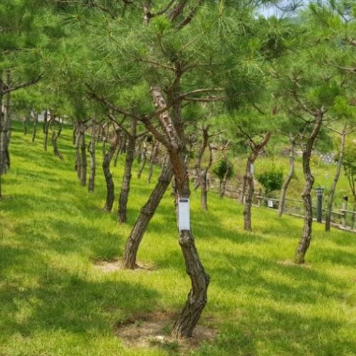 경기도광주가족수목장 by 하늘향기 추모공원