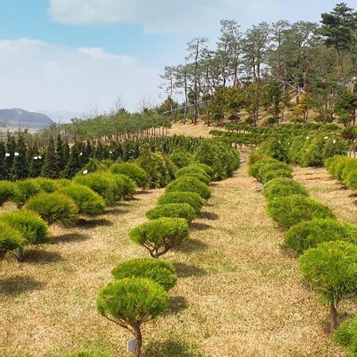 월곶수목장 by 하늘향 추모공원