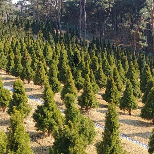 월곶수목장 by 하늘향 추모공원